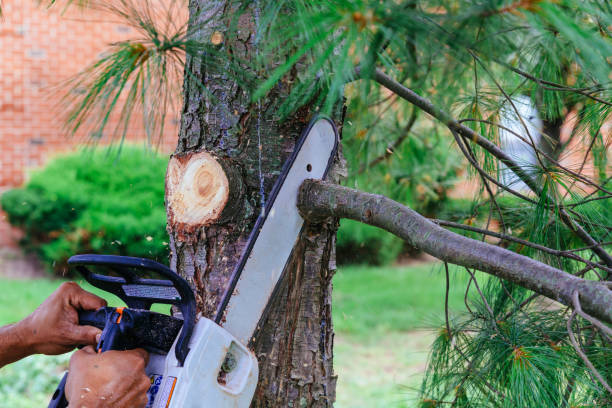 Best Hazardous Tree Removal  in Port Richey, FL